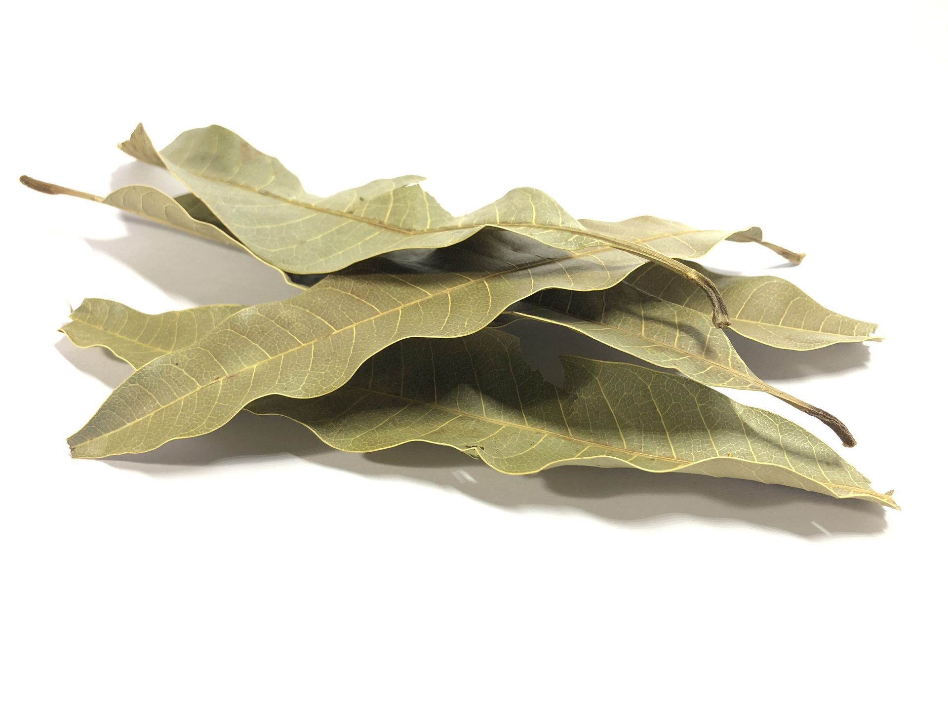 Mango Leaf