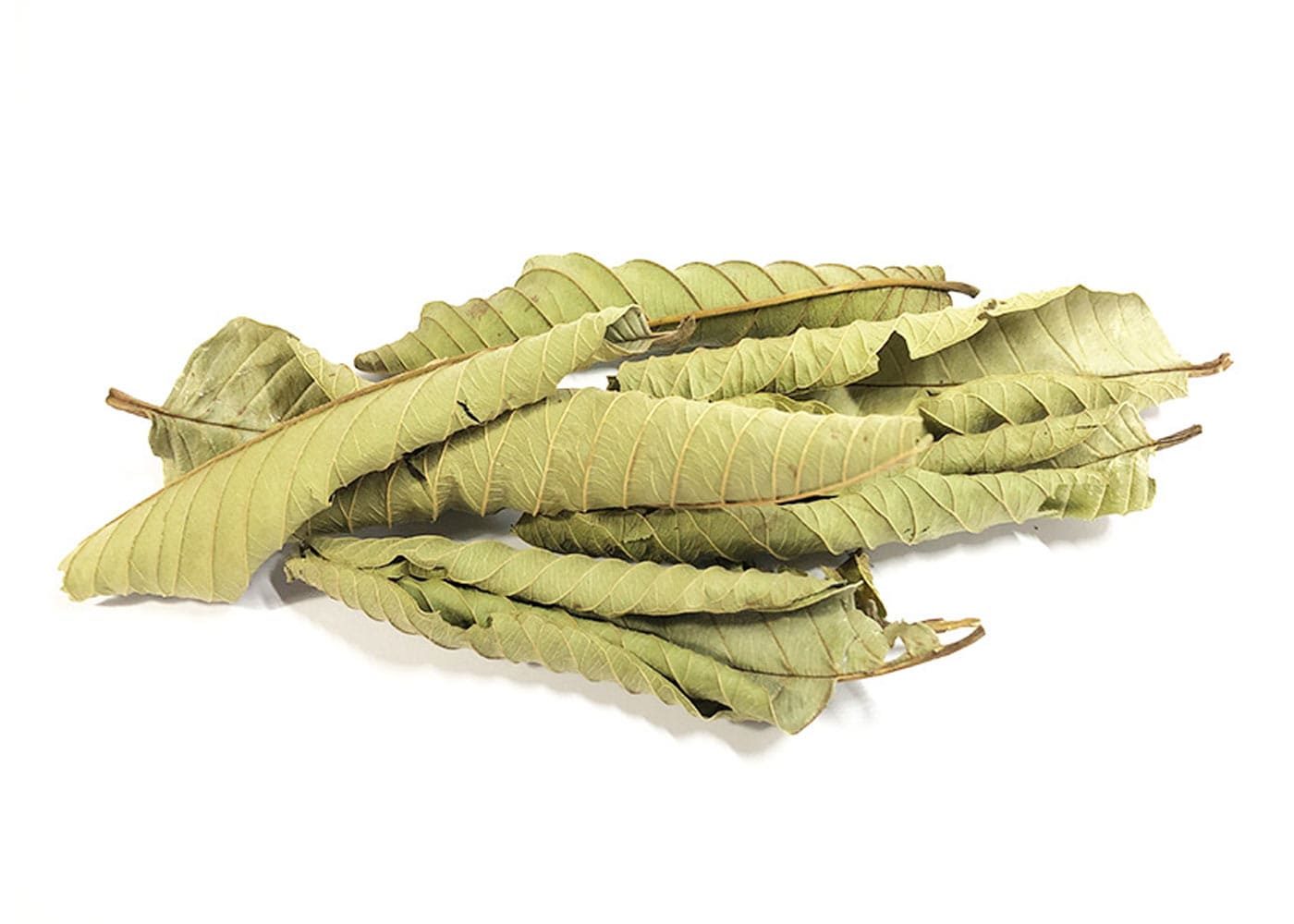 Guava Leaf