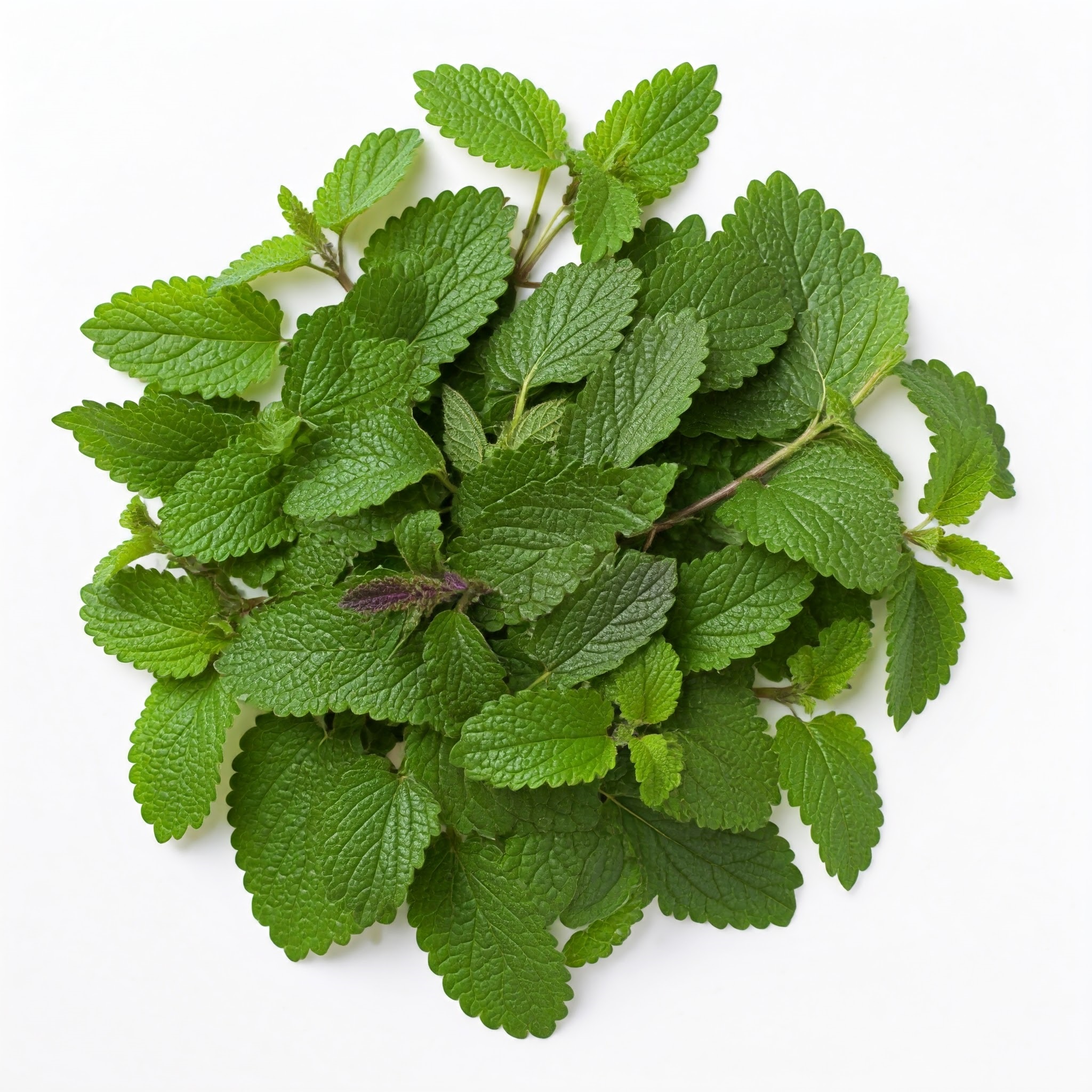 organic Lemon Balm leaves